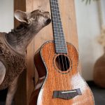 Blackhorn BU33-MAH Solid Tenor ukelele
